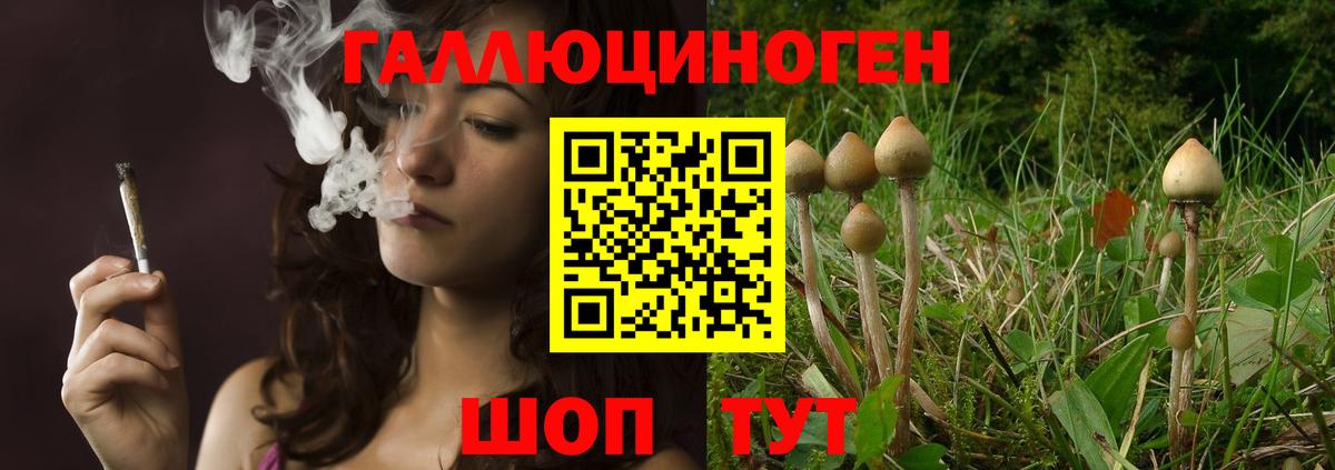 Галлюциногенные грибы Psilocybe Шелехов
